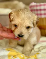 Linda - AKC, a female Havanese for sale in Orlando, FL – 6 of 8