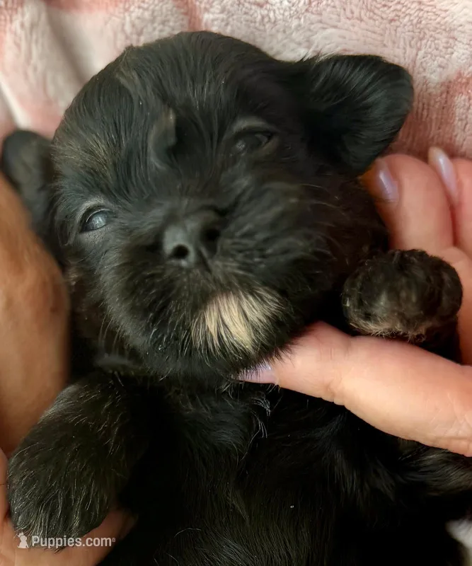 AKC - Yellow – Havanese puppy for sale in Orlando, FL