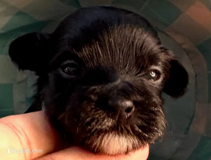 AKC - RED BRINDLE -blue – Havanese puppy for sale in Orlando, FL