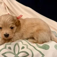 AKC Golden Boy, a male Havanese for sale in Orlando, FL – Photo 4 of 4