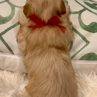 AKC Golden Boy, a male Havanese for sale in Orlando, FL – Photo 2 of 4