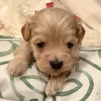 AKC Golden Boy, a male Havanese for sale in Orlando, FL – Photo 3 of 4