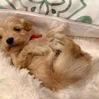 AKC Golden Boy, a male Havanese for sale in Orlando, FL – Photo 1 of 4