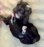 AKC - Pink, a female Havanese for sale in Orlando, FL – 4 of 5