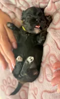 AKC - Yellow, a female Havanese for sale in Orlando, FL – 4 of 4