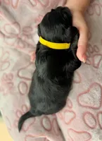 AKC - Yellow, a female Havanese for sale in Orlando, FL – 2 of 4