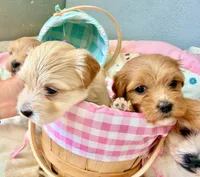 Red Tiny Lucy, a female Havanese for sale in Orlando, FL – 3 of 4