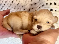 Linda - AKC, a female Havanese for sale in Orlando, FL – 4 of 8