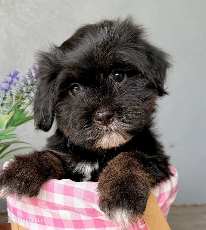 AKC - Mr. Beans – Havanese puppy for sale in Orlando, FL