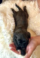 AKC Patty, a female Havanese for sale in Orlando, FL – Photo 3 of 5