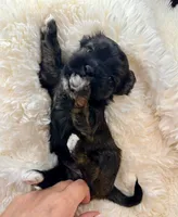 AKC Patty, a female Havanese for sale in Orlando, FL – Photo 2 of 5