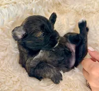 AKC Patty, a female Havanese for sale in Orlando, FL – Photo 5 of 5