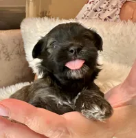 AKC Patty, a female Havanese for sale in Orlando, FL – Photo 1 of 5