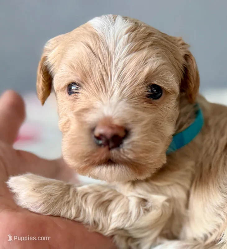 AKC - Baby – Havanese puppy for sale in Orlando, FL