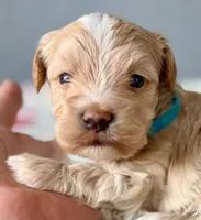 AKC - Baby, a male Havanese for sale in Orlando, FL – 1 of 5