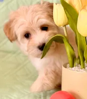 Linda - AKC, a female Havanese for sale in Orlando, FL – 5 of 5