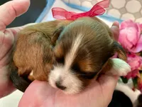 AKC - Mojo, a male Havanese for sale in Orlando, FL – Photo 3 of 4