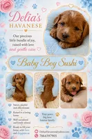 AKC - Sushi, a male Havanese for sale in Orlando, FL – 4 of 5