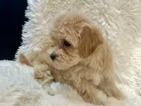 AKC Dottie, a female Havanese for sale in Orlando, FL – Photo 3 of 5