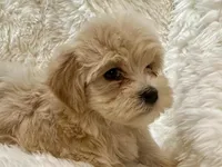 AKC Dottie, a female Havanese for sale in Orlando, FL – Photo 4 of 5