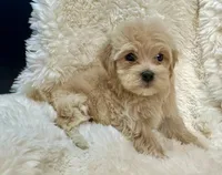 AKC Dottie, a female Havanese for sale in Orlando, FL – Photo 5 of 5