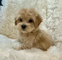 AKC Dottie, a female Havanese for sale in Orlando, FL – Photo 1 of 5