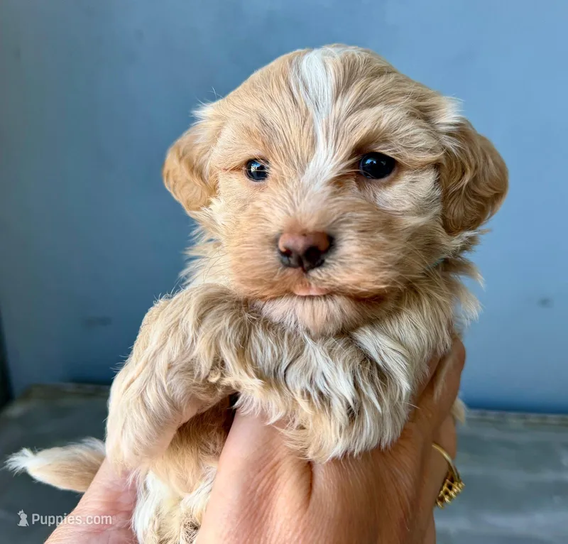 AKC - Baby – Havanese puppy for sale in Orlando, FL