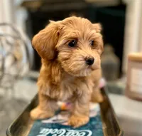 AKC Petunia, a female Havanese for sale in Orlando, FL – Photo 1 of 4