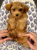 AKC Petunia, a female Havanese for sale in Orlando, FL – Photo 2 of 4