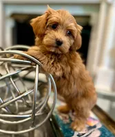 AKC Petunia, a female Havanese for sale in Orlando, FL – Photo 3 of 4