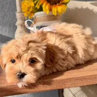 AKC - Blondie, a female Havanese for sale in Orlando, FL – Photo 2 of 5