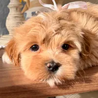 AKC - Blondie, a female Havanese for sale in Orlando, FL – Photo 1 of 5