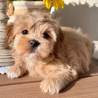 AKC - Blondie, a female Havanese for sale in Orlando, FL – Photo 3 of 5