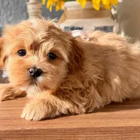 AKC - Blondie, a female Havanese for sale in Orlando, FL – Photo 4 of 5