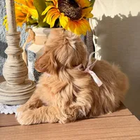 AKC - Blondie, a female Havanese for sale in Orlando, FL – Photo 5 of 5