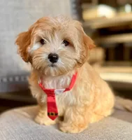 AKC - Alex, a male Havanese for sale in Orlando, FL – Photo 4 of 7