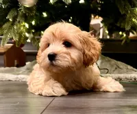 AKC - Alex, a male Havanese for sale in Orlando, FL – Photo 7 of 7