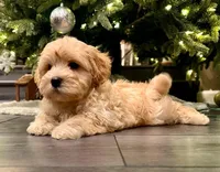 AKC - Alex, a male Havanese for sale in Orlando, FL – Photo 6 of 7