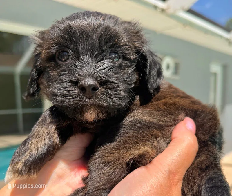 AKC - RED BRINDLE -blue – Havanese puppy for sale in Orlando, FL