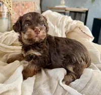 AKC - Choco, a male Havanese for sale in Orlando, FL – Photo 4 of 4