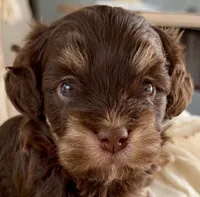 AKC - Choco, a male Havanese for sale in Orlando, FL – Photo 2 of 4