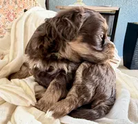 AKC - Choco, a male Havanese for sale in Orlando, FL – Photo 3 of 4