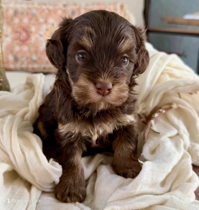 AKC - Choco – Havanese puppy for sale in Orlando, FL
