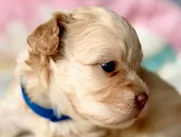 AKC - Bluey, a male Havanese for sale in Orlando, FL – 6 of 6