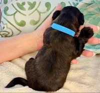 AKC - RED BRINDLE -blue, a male Havanese for sale in Orlando, FL – 4 of 4