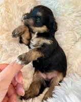 AKC - Ari, a female Havanese for sale in Orlando, FL – Photo 1 of 4