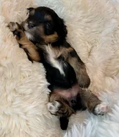 AKC - Ari, a female Havanese for sale in Orlando, FL – Photo 2 of 4