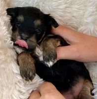 AKC - Ari, a female Havanese for sale in Orlando, FL – Photo 4 of 4