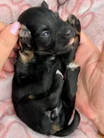 AKC Red, a female Havanese for sale in Orlando, FL – 2 of 4