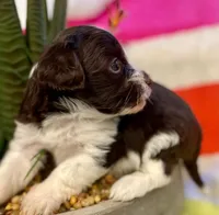 AKC - Rose, a female Havanese for sale in Orlando, FL – Photo 6 of 9